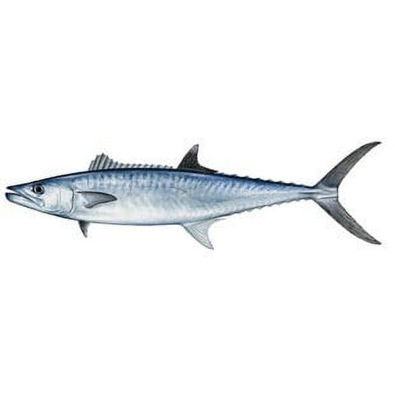 Fish Stix King Mackerel Fish 12" x 3.5" Decals