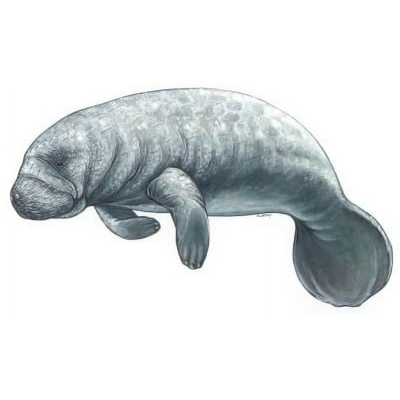 Fish Stix Manatee Decal