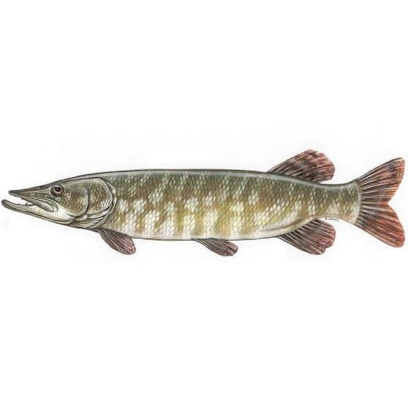 Fish Stix Northern Pike Decal Automotive Decals & Stickers, 10.75" x 3"