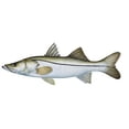 thumbnail image 1 of Fish Stix Snook Wall Decal, 1 of 1