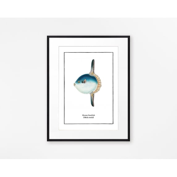 Fish Vintage Sunfish Sea Vintage Aquatic Illustation Coastal Poster ...