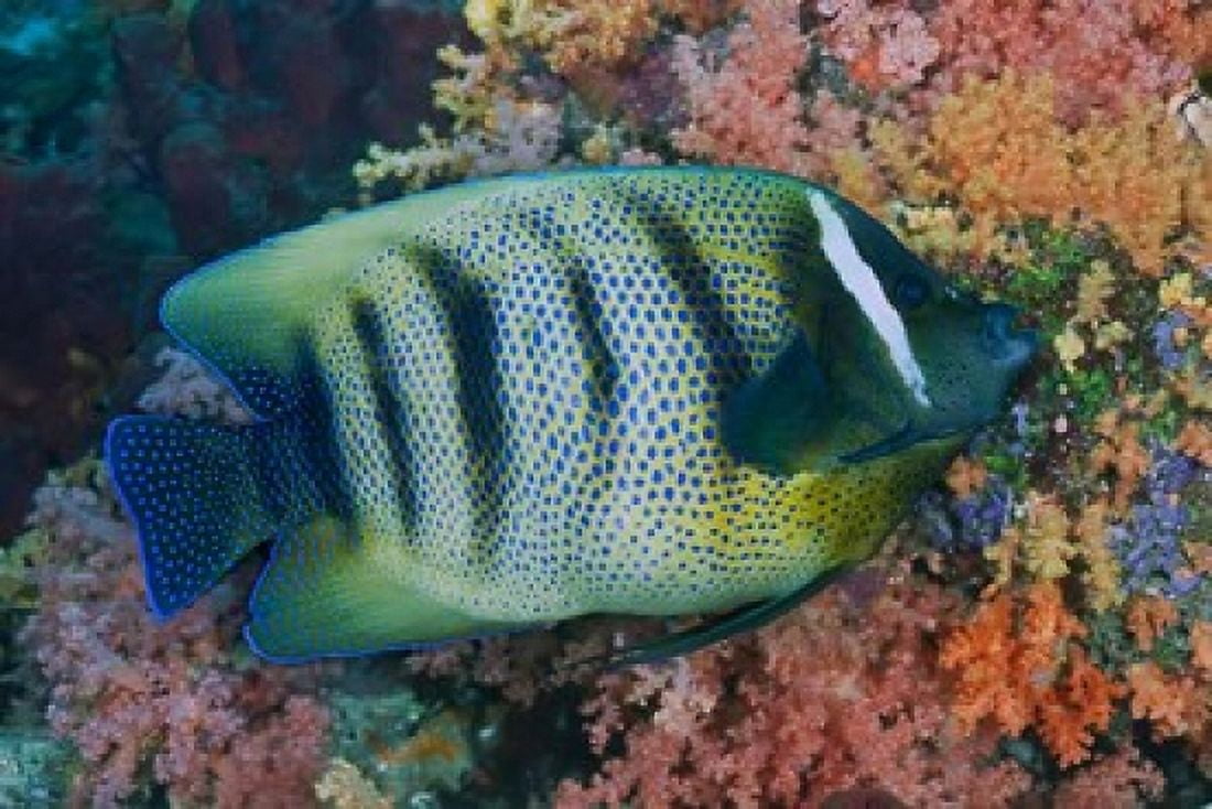 Fish and coral Raja Ampat Papua Indonesia Canvas Art - Jaynes Gallery DanitaDelimont (26 x 18)