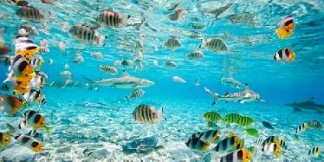 Fish and sharks in Bora Bora lagoon Canvas Art - Pangea Images (10 x 20)