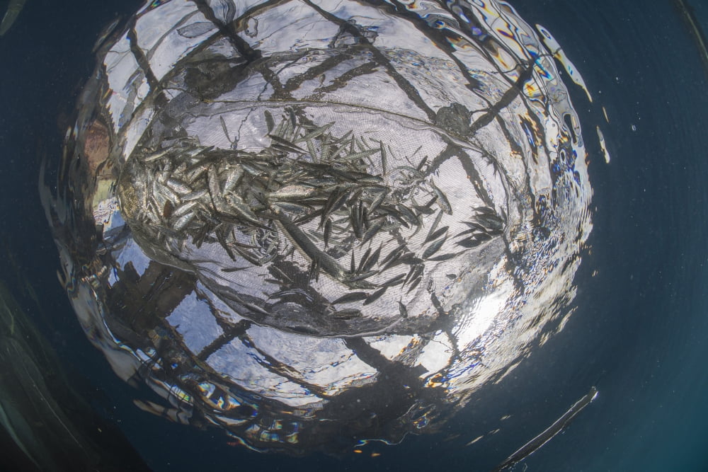 Fish caught in a fishing net Canvas Art - Mathieu MeurStocktrek Images (34 x 23)