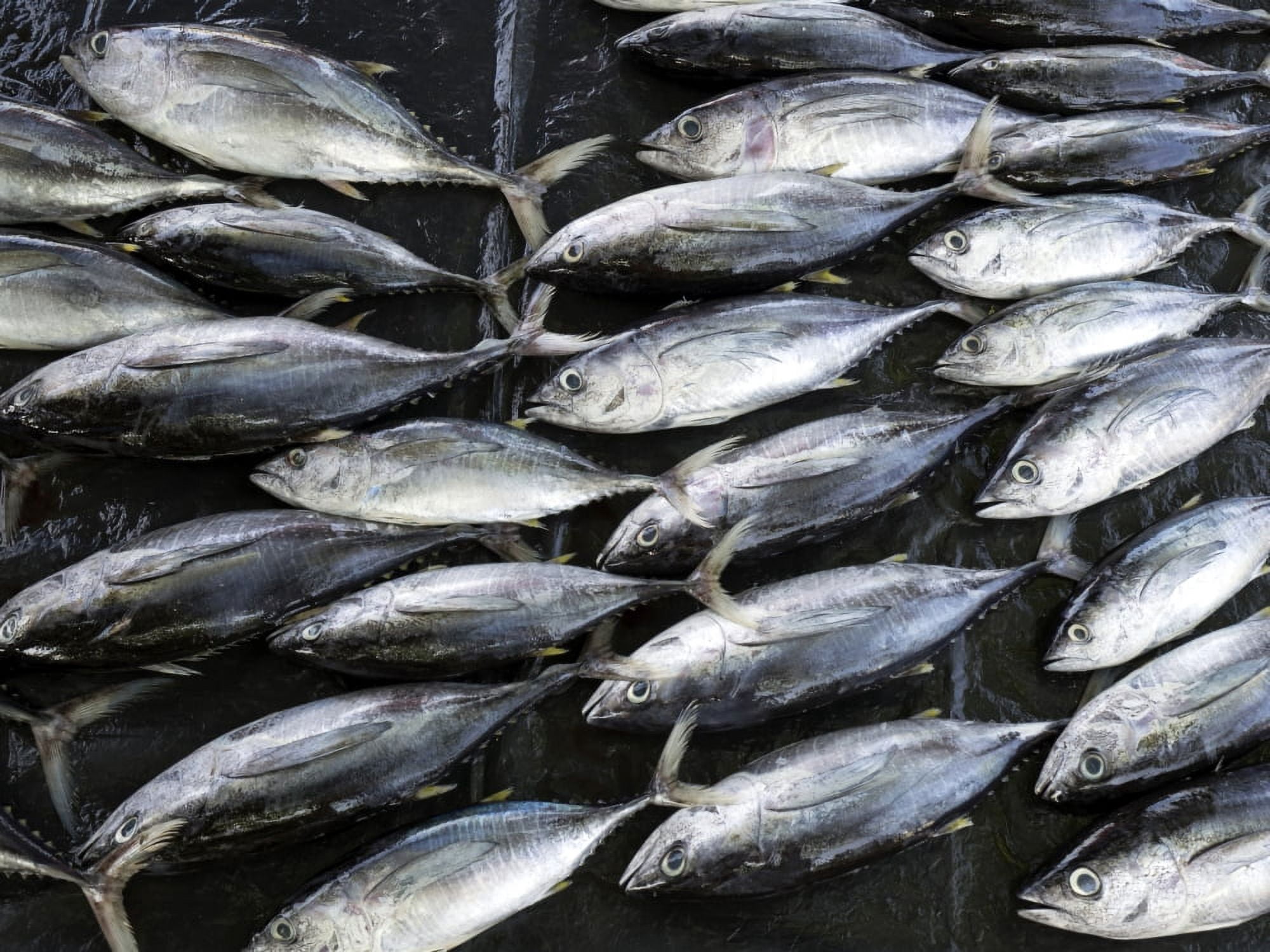 Fish for sale in open-air market along Sea Street Galle Southern Province Sri Lanka Canvas Art - Panoramic Images (12 x 16)