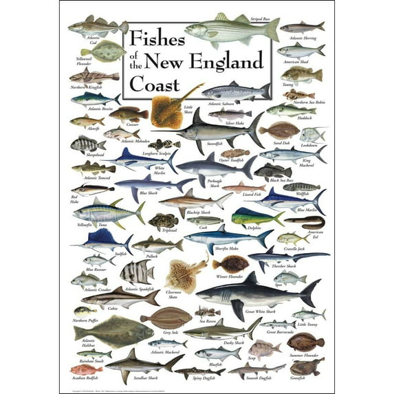 Fish of the New England Coast, a 550-piece Puzzle by Heritage Puzzles