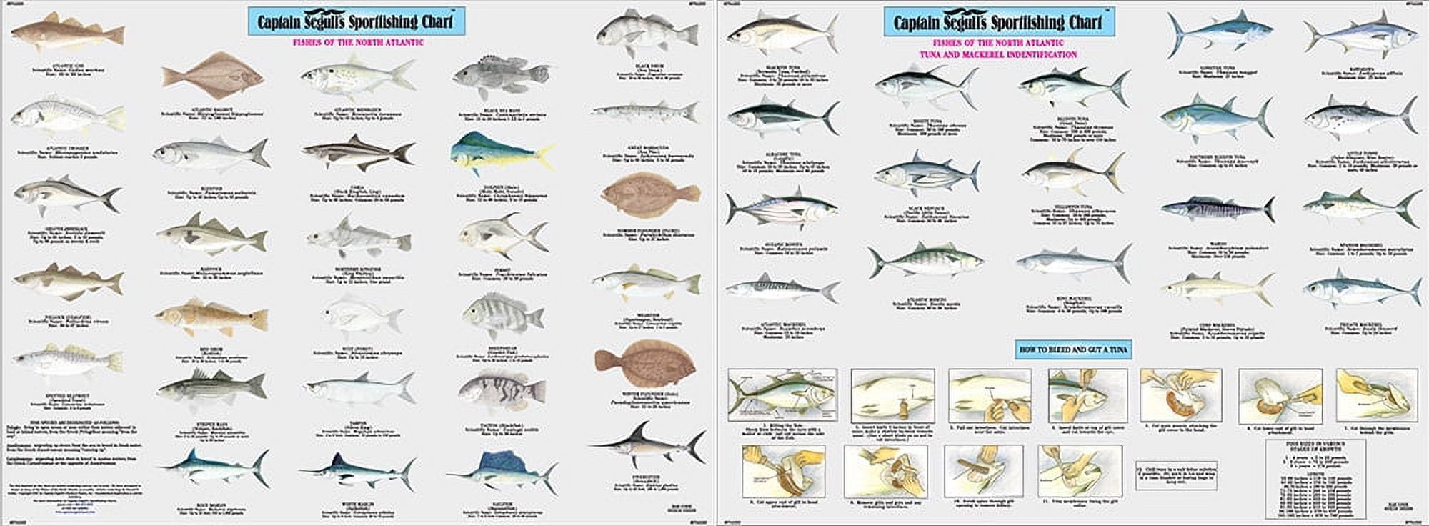 Fish of the North Atlantic Identification Chart