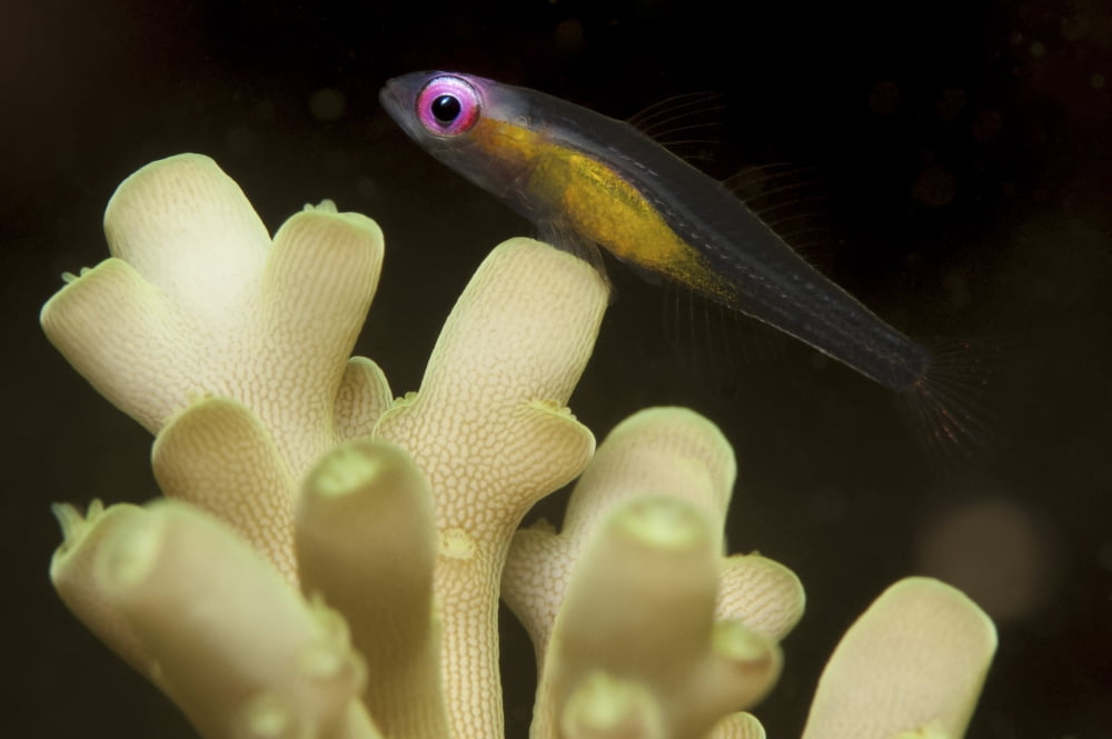 Fish redeye hovering goby Canvas Art - Steve JonesStocktrek Images (34 x 23)