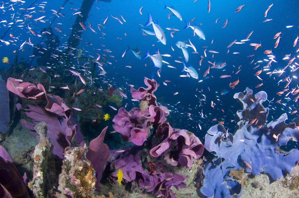 Fish swarm over a shipwreck that is covered in elephant ear sponge Canvas Art - Steve JonesStocktrek Images (35 x 23)