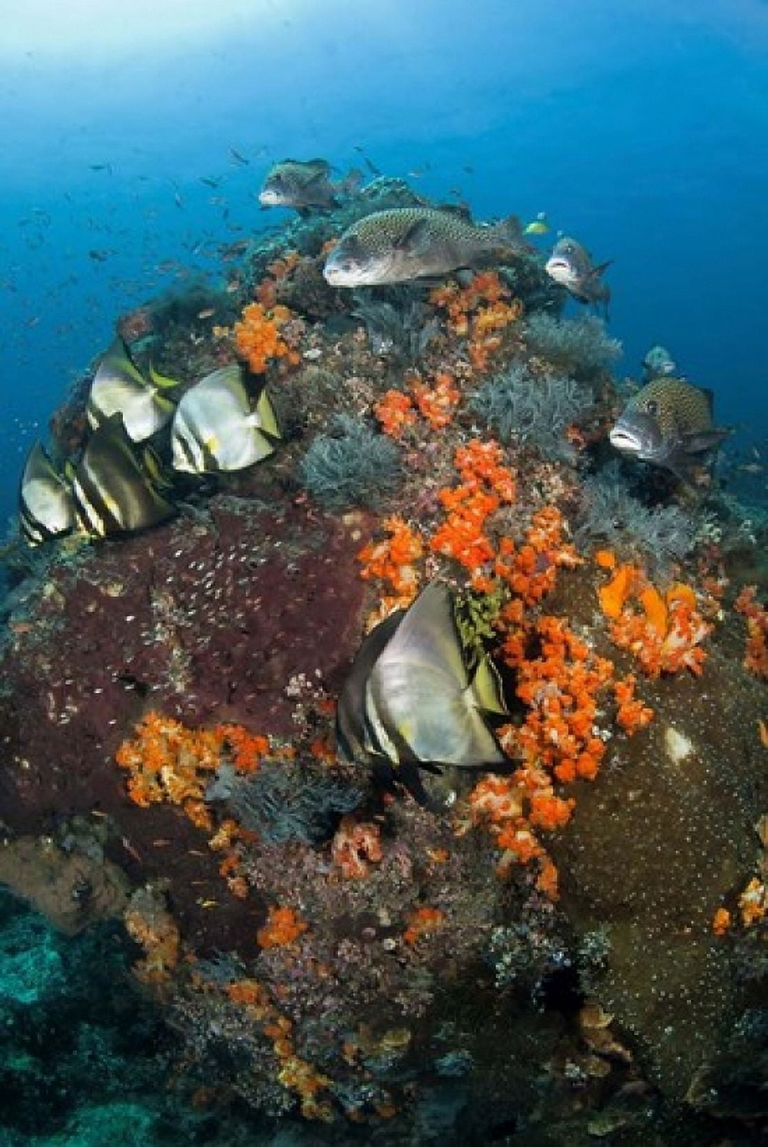 Fish swim around coral Tatawa Besar Komodo NP Indonesia Canvas Art - Jaynes Gallery DanitaDelimont (24 x 36)