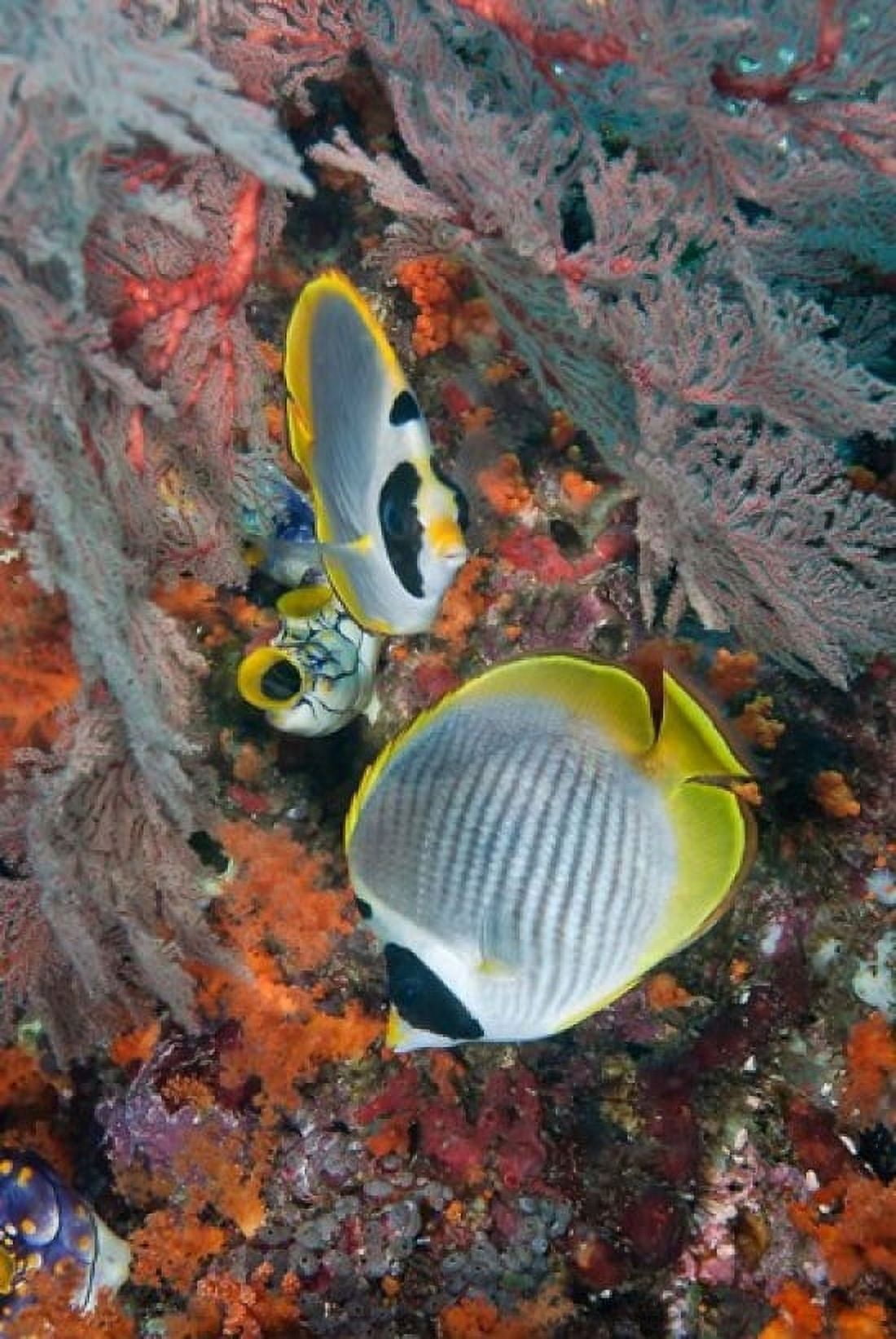Fish swimming near coral Raja Ampat Papua Indonesia Canvas Art - Jaynes Gallery  DanitaDelimont (18 x 26)