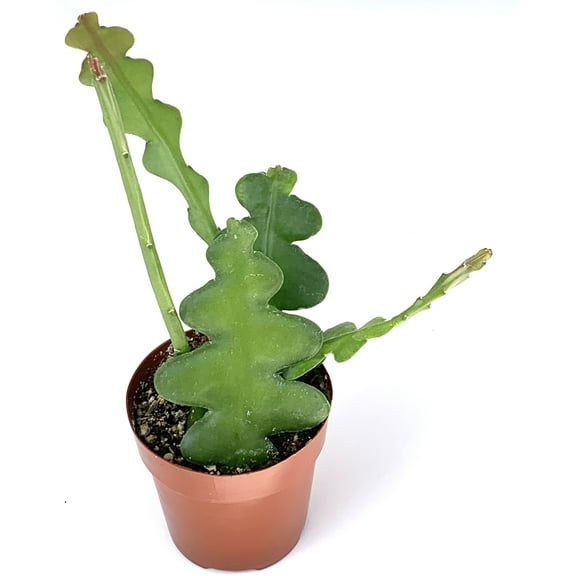 Fishbone Cactus Epiphyllum Anguliger Ric Rac Cactus Zig Zag Cactus