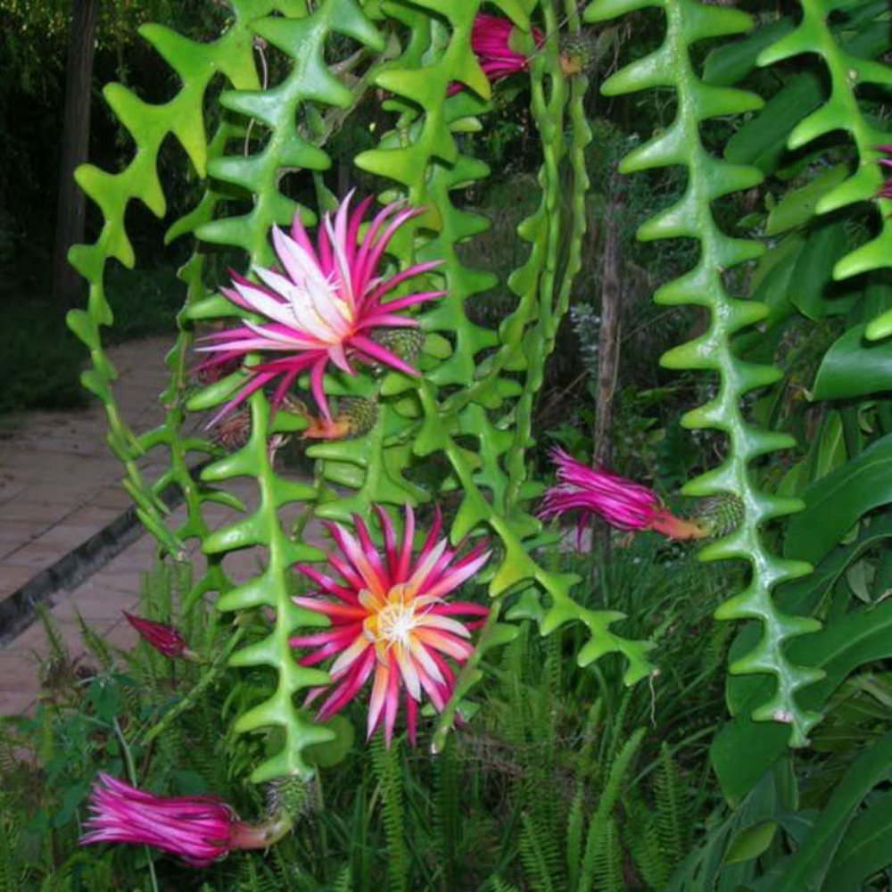 Fishbone Cactus Live Plant in 4'' Pot, Live Epiphyllum Ric Rac Cactus  Plant, Rare Zigzag Cactus, Easy-Care Live Plant, Ready to Grow - Walmart.com