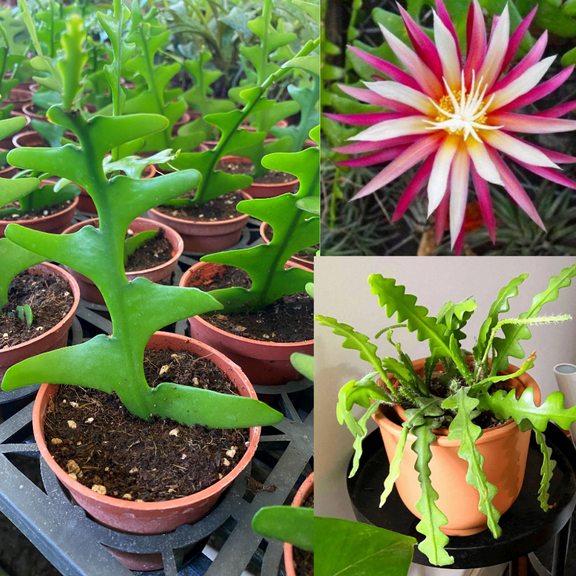 Fishbone Cactus Plant in 2'' Pot, Zig Zag Cactus Houseplant, Live Fishbone Cactus Plant, Well Rooted Epiphyllum Ric Rac Cactus for Indoor and Outdoor Planting