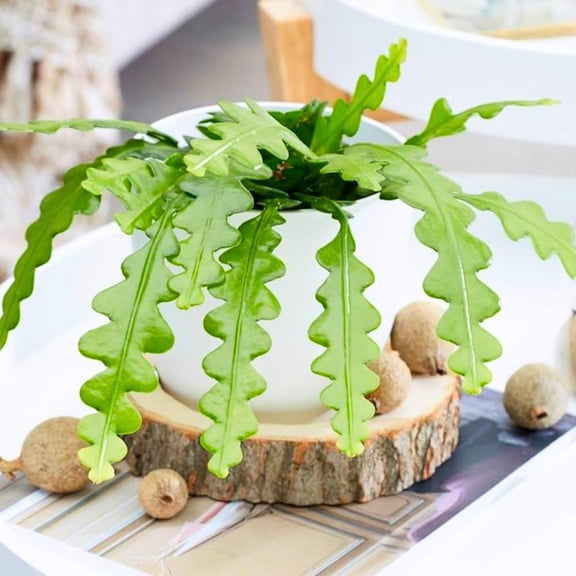 Fishbone Cactus Plant Live, Epiphyllum Cactus Live Succulent, in 2" Pot