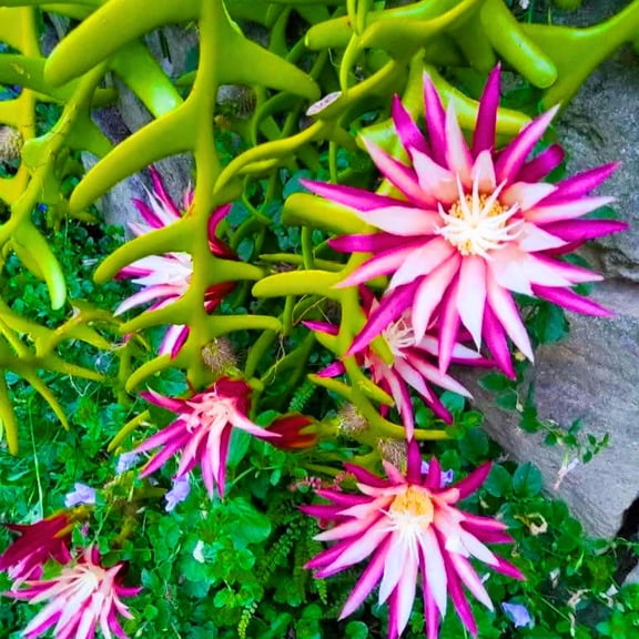 Fishbone Cactus Plants Live for Hanging Basket, Starter Size 2" Pot, Houseplants Epiphyllum Plant, RIC Rac Cactus Plants Live, Pink White Blooms