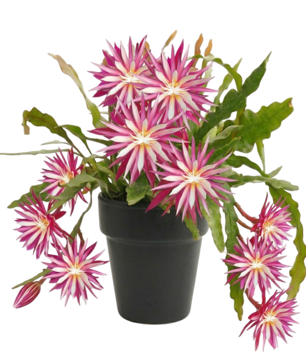 Fishbone Zig Zag Cactus Plant Live for Planting, Zig Zag Cactus Plant, Frangant Pink-White Flowers for Indoor Outdoor in 4 Inc Pot