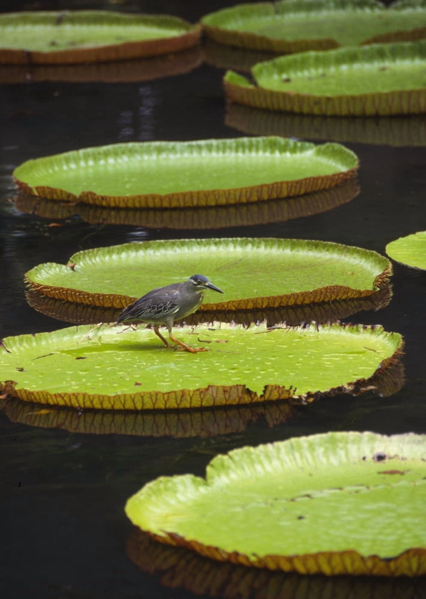 Fisher Bird On Giant Lily Pad In Pond In Botanical Gardens Canvas Art - Charles Bowman Design Pics (26 x 36)