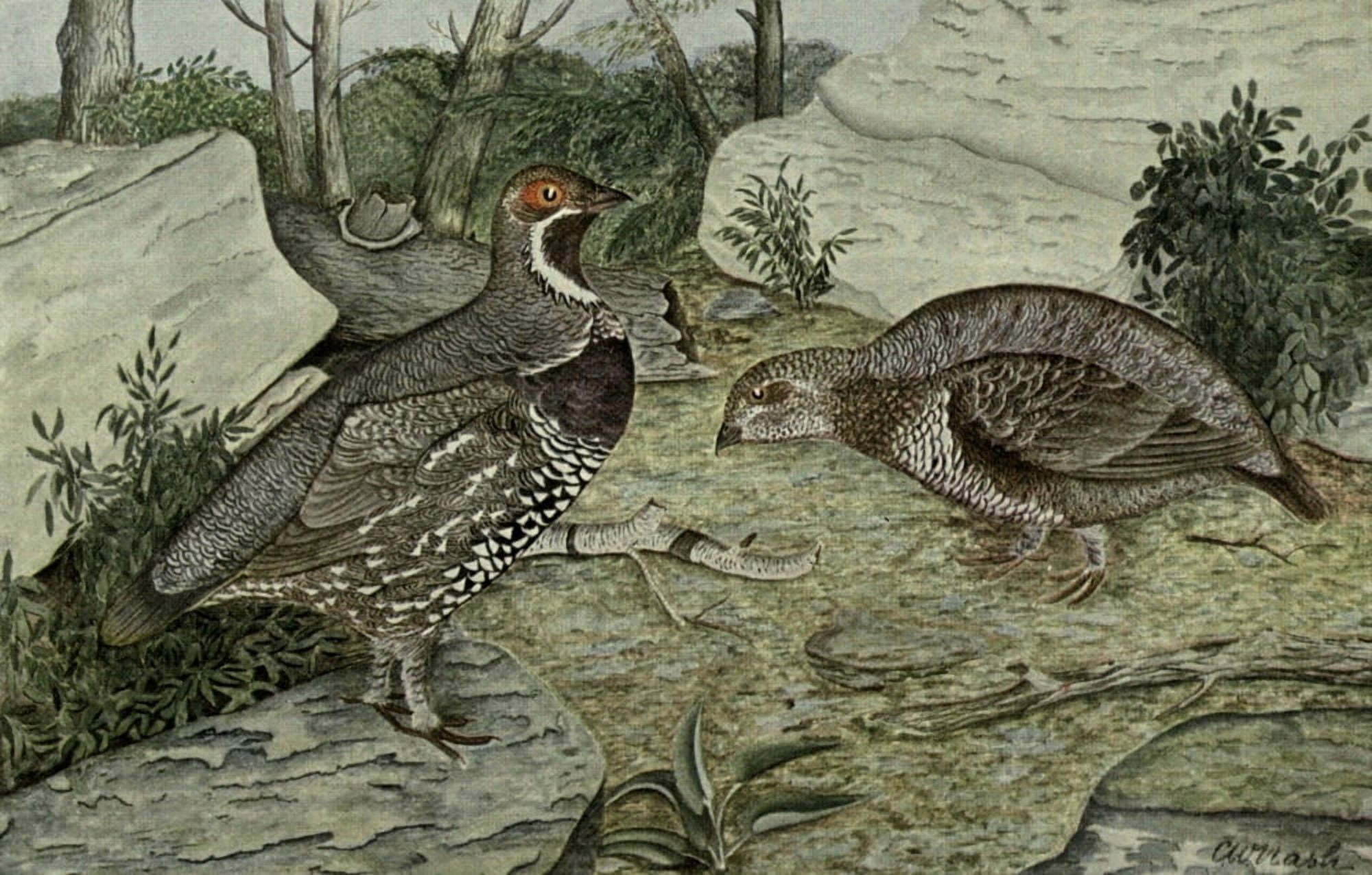 Fisheries Dpt of Ontario 1911-14 Canada Grouse Canvas Art - CW Nash (24 x 36)