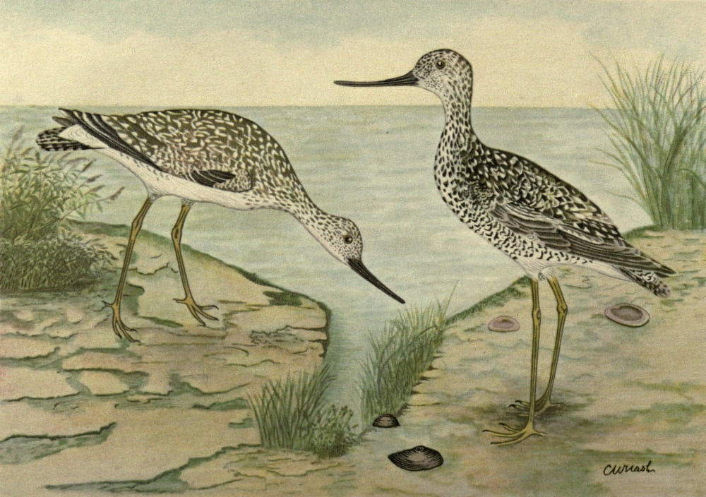 Fisheries Dpt of Ontario 1911-14 Gr Yellow-legs Canvas Art - CW Nash (18 x 24)