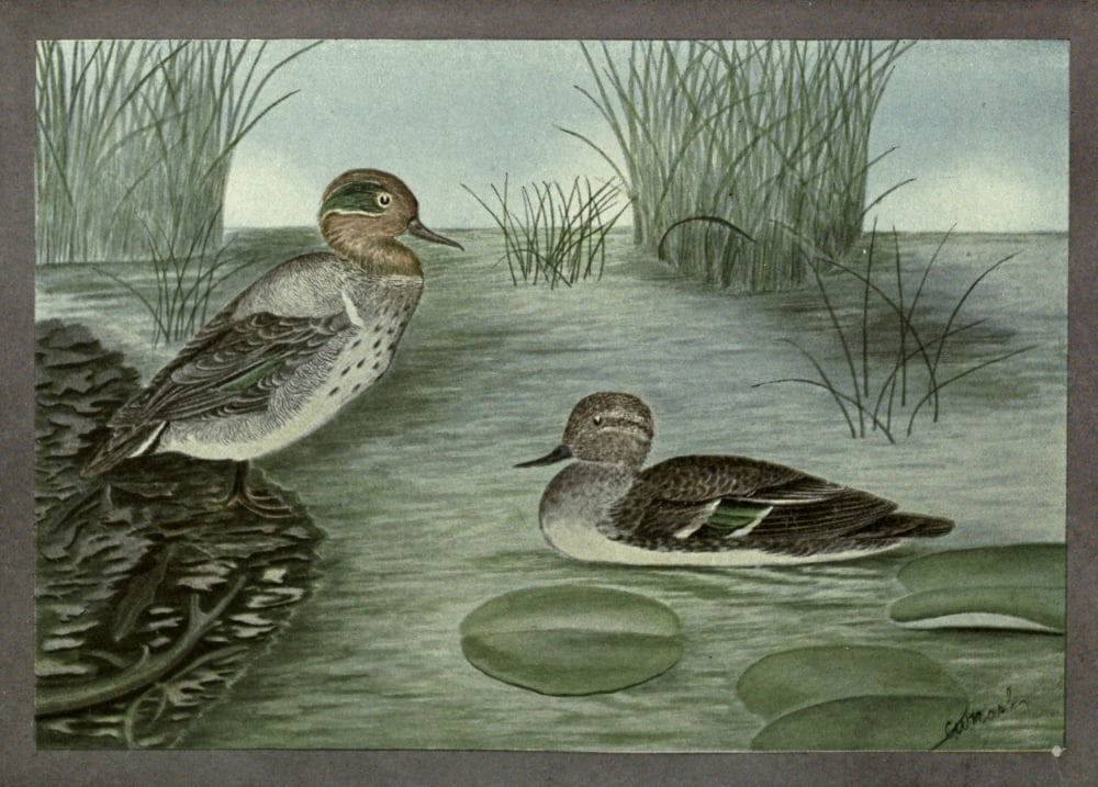Fisheries Dpt of Ontario 1911-14 Green-winged Teal Canvas Art - CW Nash (18 x 24)