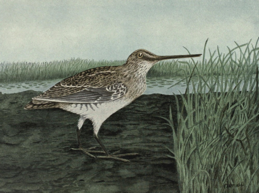 Fisheries Dpt of Ontario 1911-14 Wilsons Snipe Canvas Art - CW Nash (18 x 24)