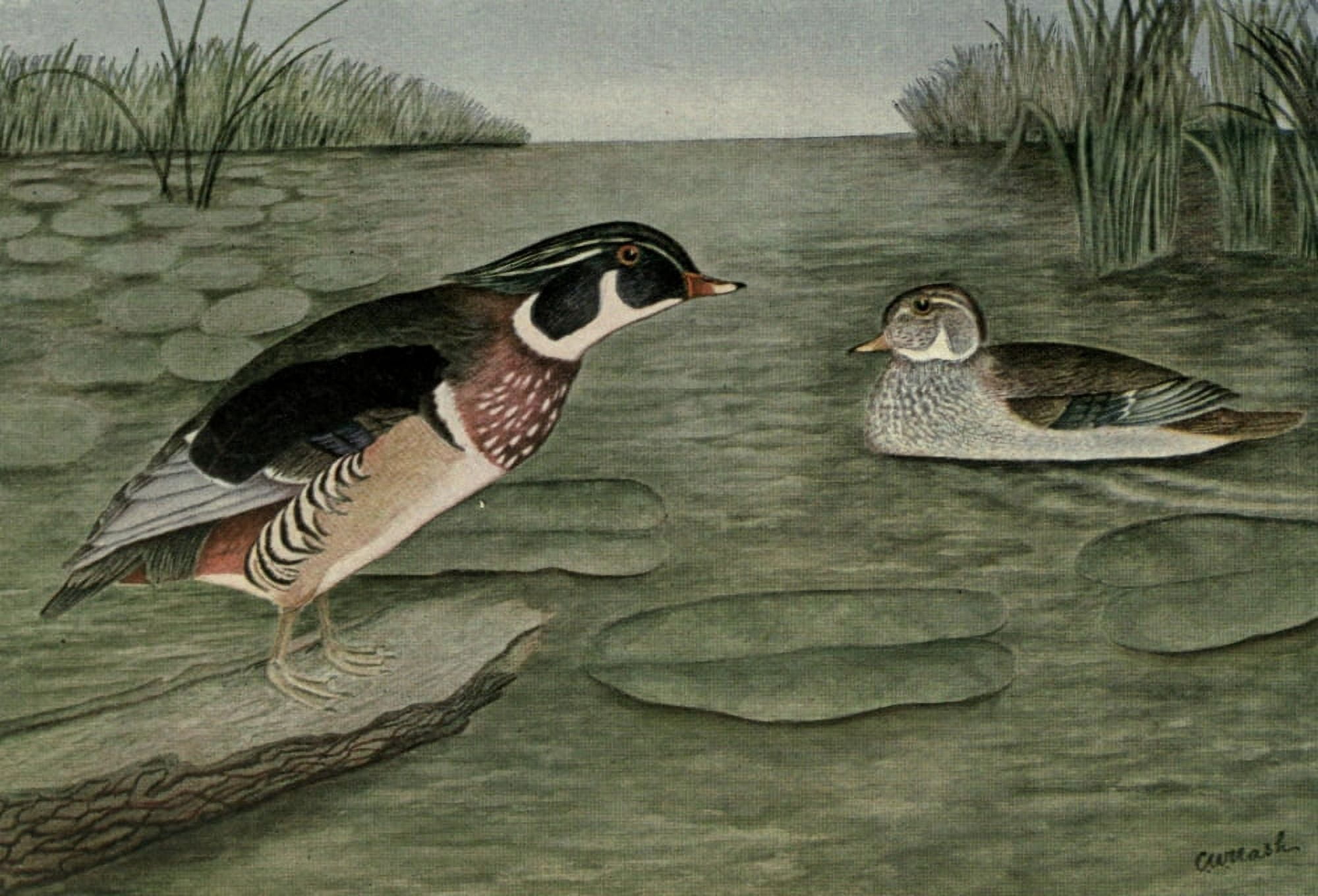 Fisheries Dpt of Ontario 1911-14 Wood Duck Canvas Art - CW Nash (18 x 24)