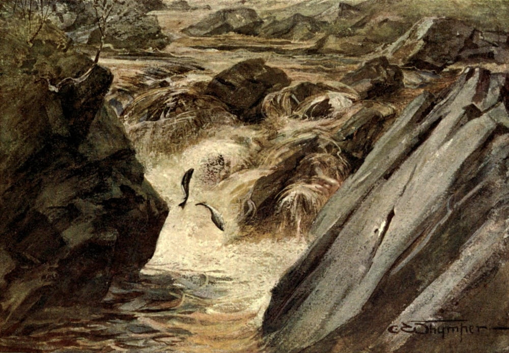 Fishermens Weather 1906 Salmon jumping falls Canvas Art - Charles Whymper (18 x 24)