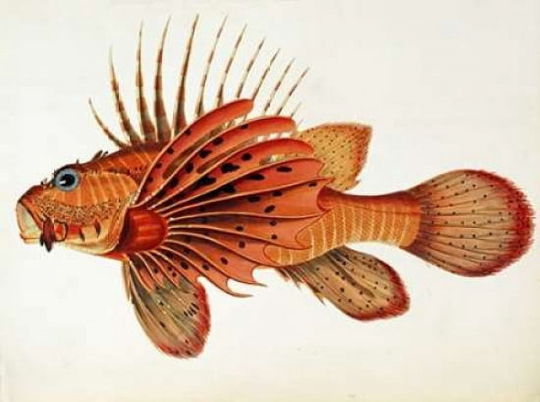 Fishes Found on The Coast of Ceylon Canvas Art - John Whitchurch Bennett (22 x 28)