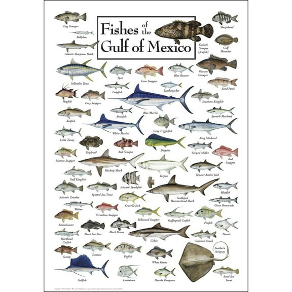 Fishes Of The Gulf Of Mexico - Poster Student Animal Poster Birthday Gift Children's Room Poster Bedroom Decor Office Decor Gifts
