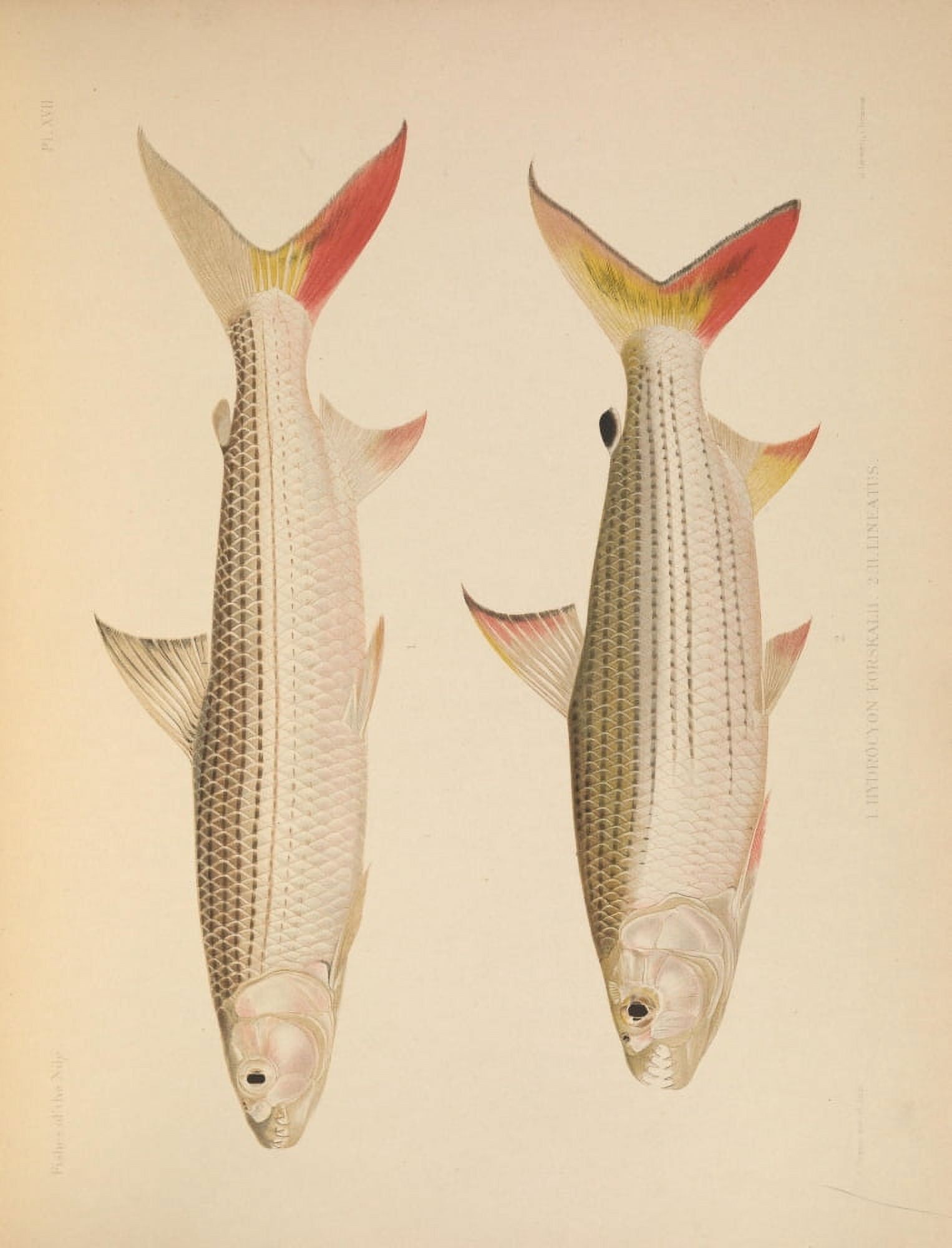 Fishes of the Nile 1907 1 Canvas Art - Unknown (24 x 36)