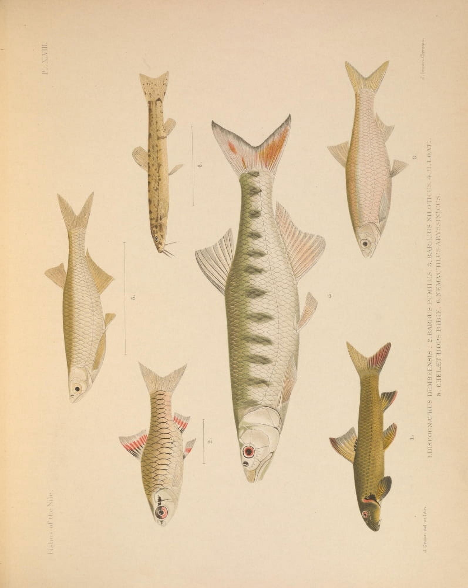 Fishes of the Nile 1907 2 Canvas Art - Unknown (24 x 36)