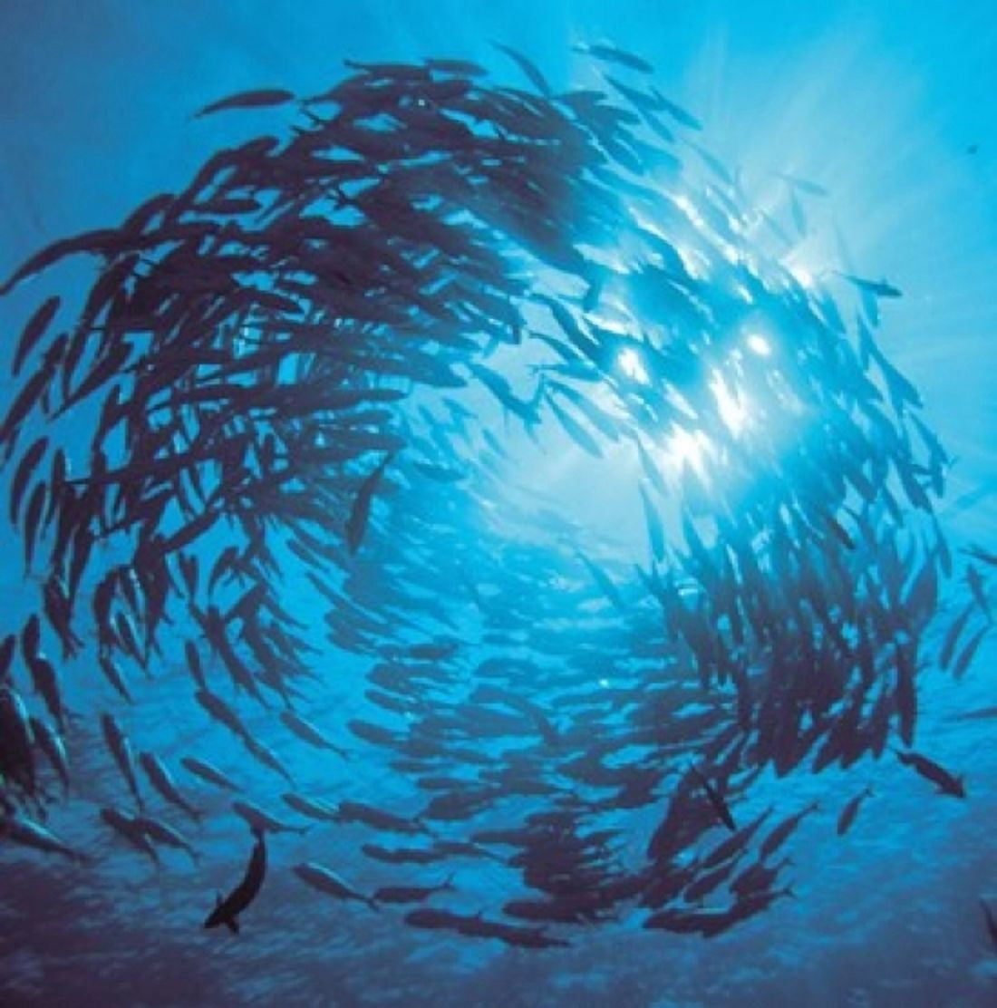 Fishes swarm underwater Canvas Art - Panoramic Images (36 x 36)
