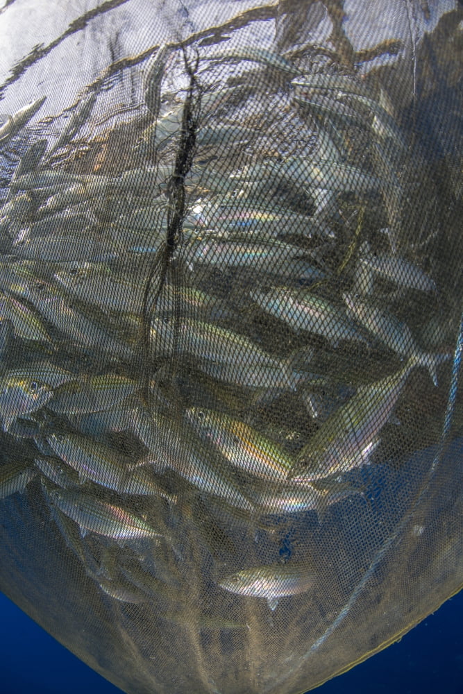 Fishing net with silvery and golden fish inside Canvas Art - Mathieu MeurStocktrek Images (12 x 17)