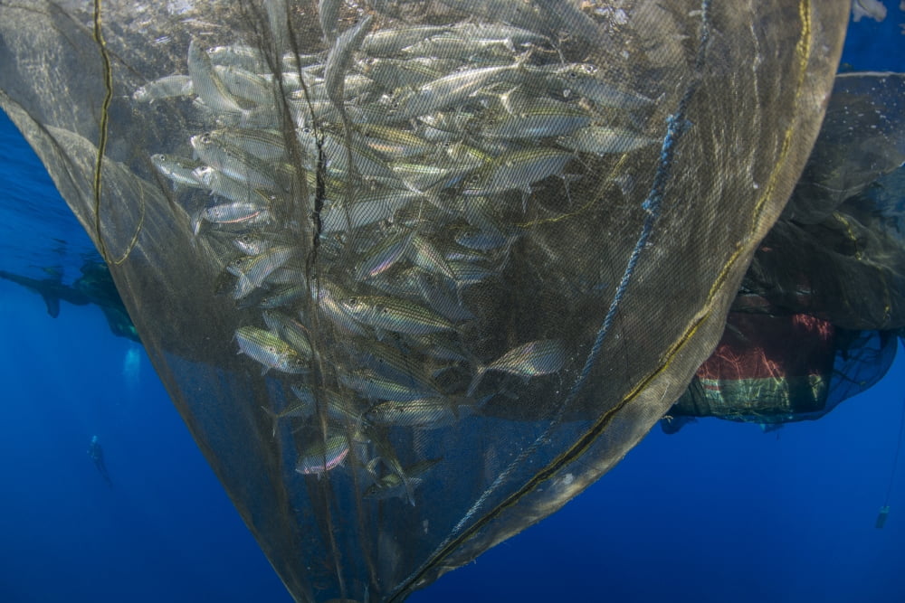 Fishing net with silvery and golden fish inside Canvas Art - Mathieu MeurStocktrek Images (34 x 23)