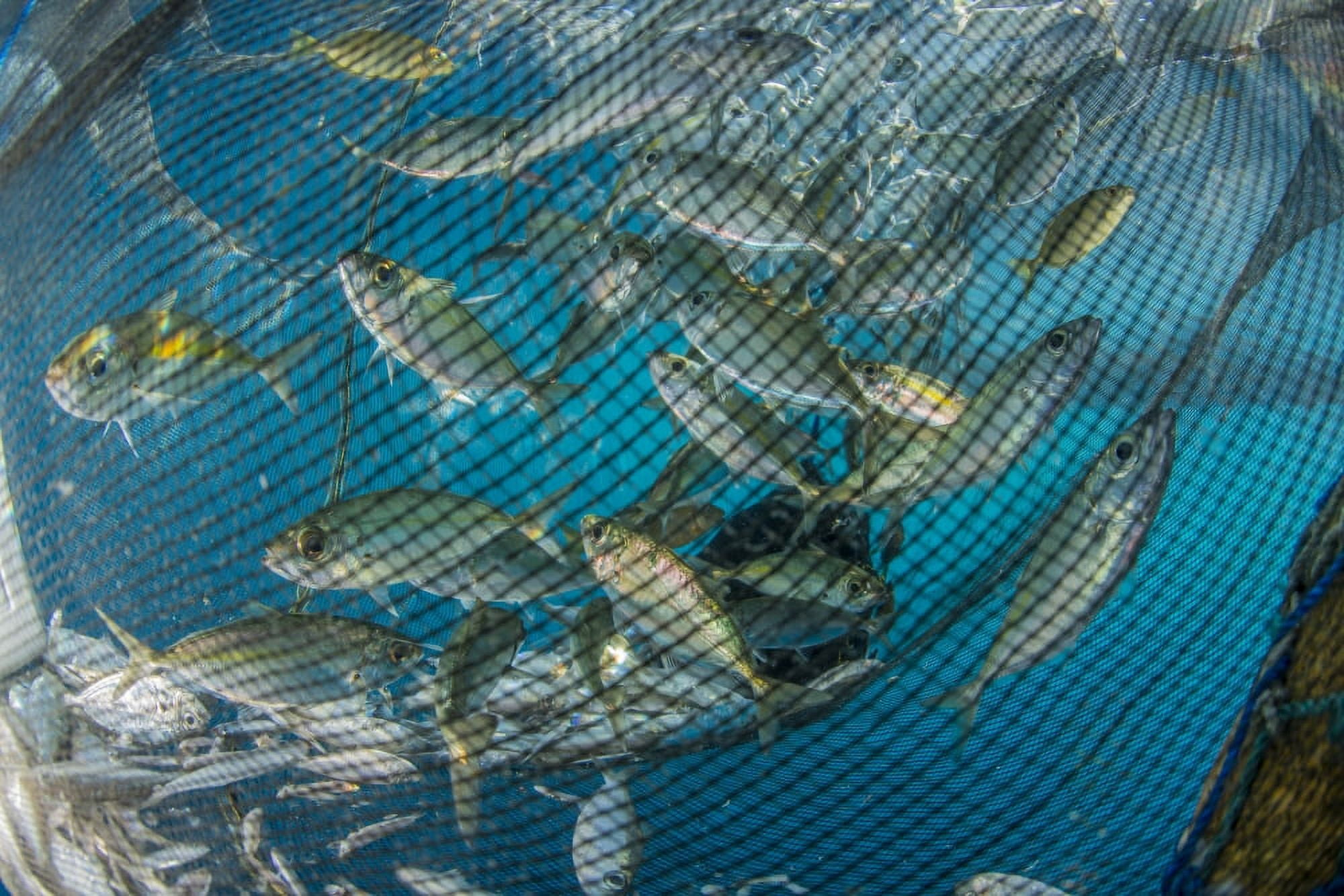 Fishing net with silvery and golden fish inside Canvas Art - Mathieu MeurStocktrek Images (34 x 23)