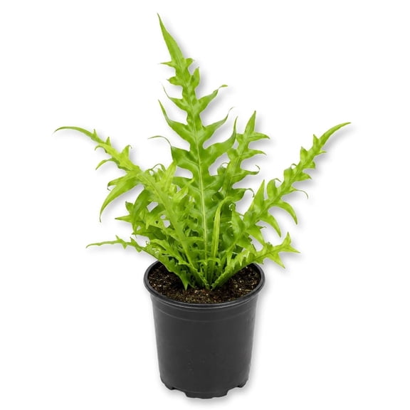 Fishtail Fern - 1 Live Plant in a 4 Inch Growers Pot - Microsorum Punctatum - Beautiful Textured Wavy Foliage Houseplant