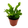 thumbnail image 1 of Fishtail Fern, Microsorum Punctatum Grandiceps, Limited, in a 2 inch Pot Super Cute, 1 of 9