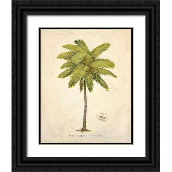Fisk, Arnie 15x18 Black Ornate Wood Framed with Double Matting Museum Art Print Titled - Coconut Palm Illustration