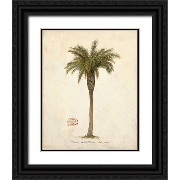Fisk, Arnie 20x24 Black Ornate Wood Framed with Double Matting Museum Art Print Titled - Date Palm Illustration