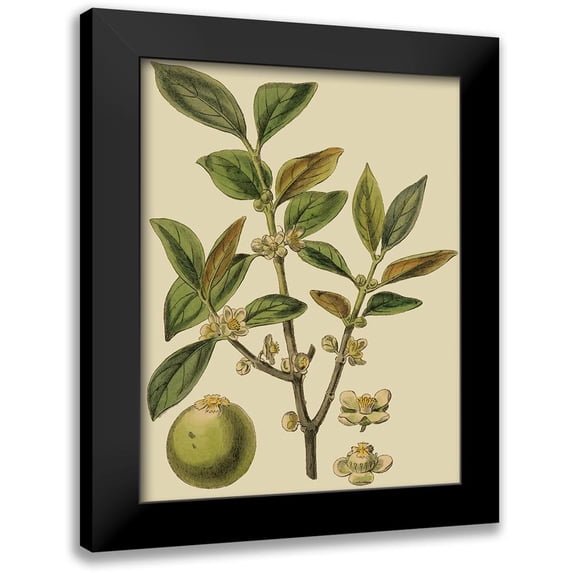 Fitch, J.N. 19x24 Black Modern Framed Museum Art Print Titled - Fitch Leaves on Khaki I (PS)