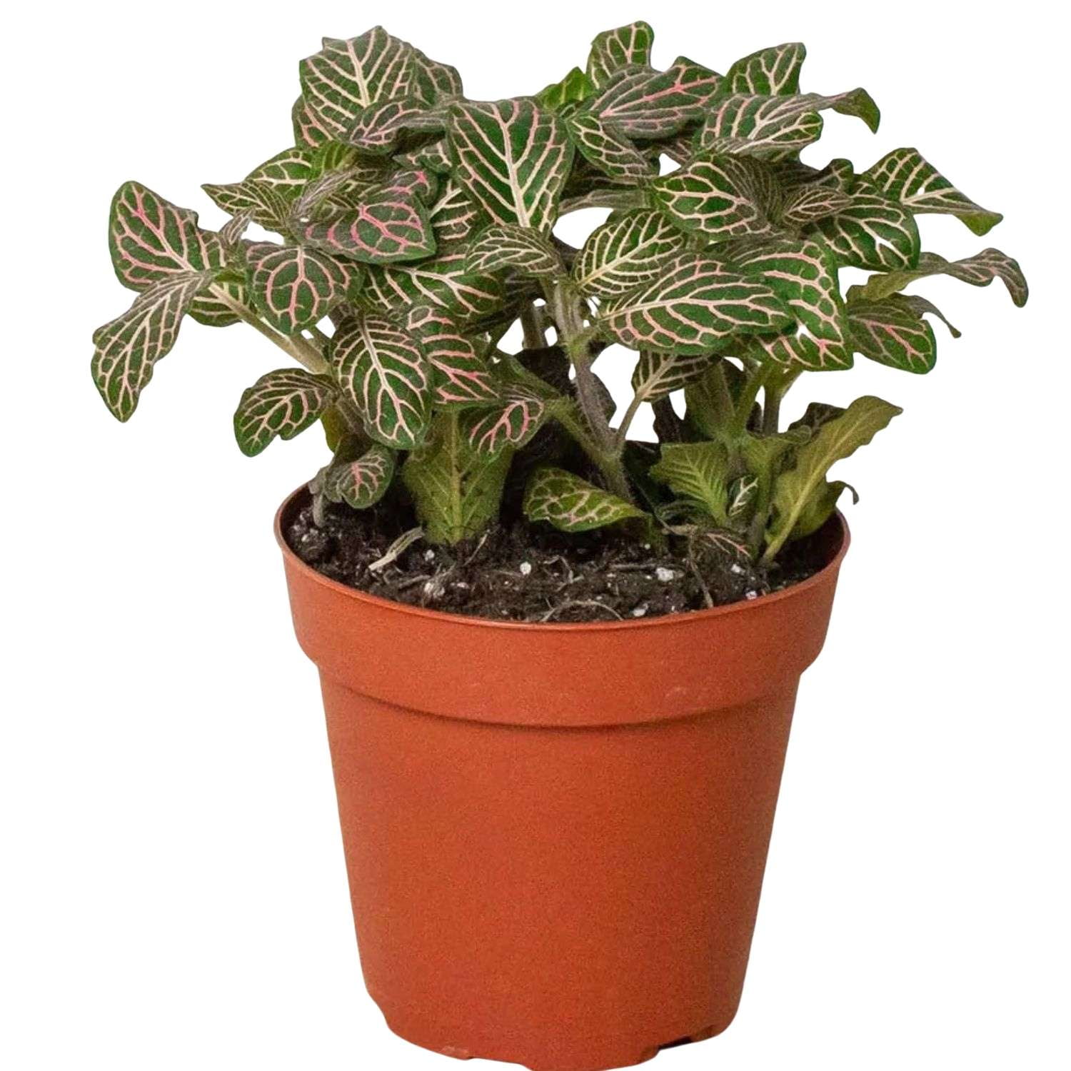 Fitonia Pink Live Plant for Indoor | Different Houseplants in 4'' & 6 ...