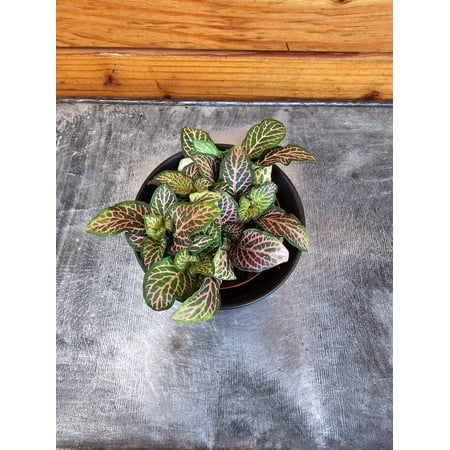 Fittonia Mistral, 2" Plant