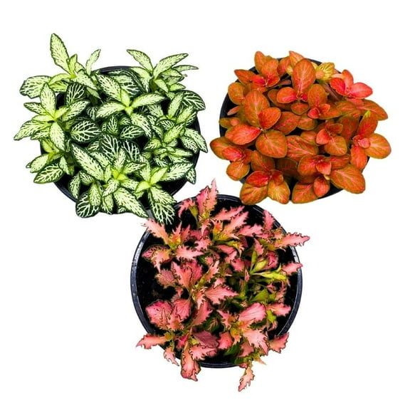 Fittonia Nerve Plant Assortment, 4 inch Set of 3, Red White and Pink, Mosaic Jewel Creeping Indoor Plant Albivenis