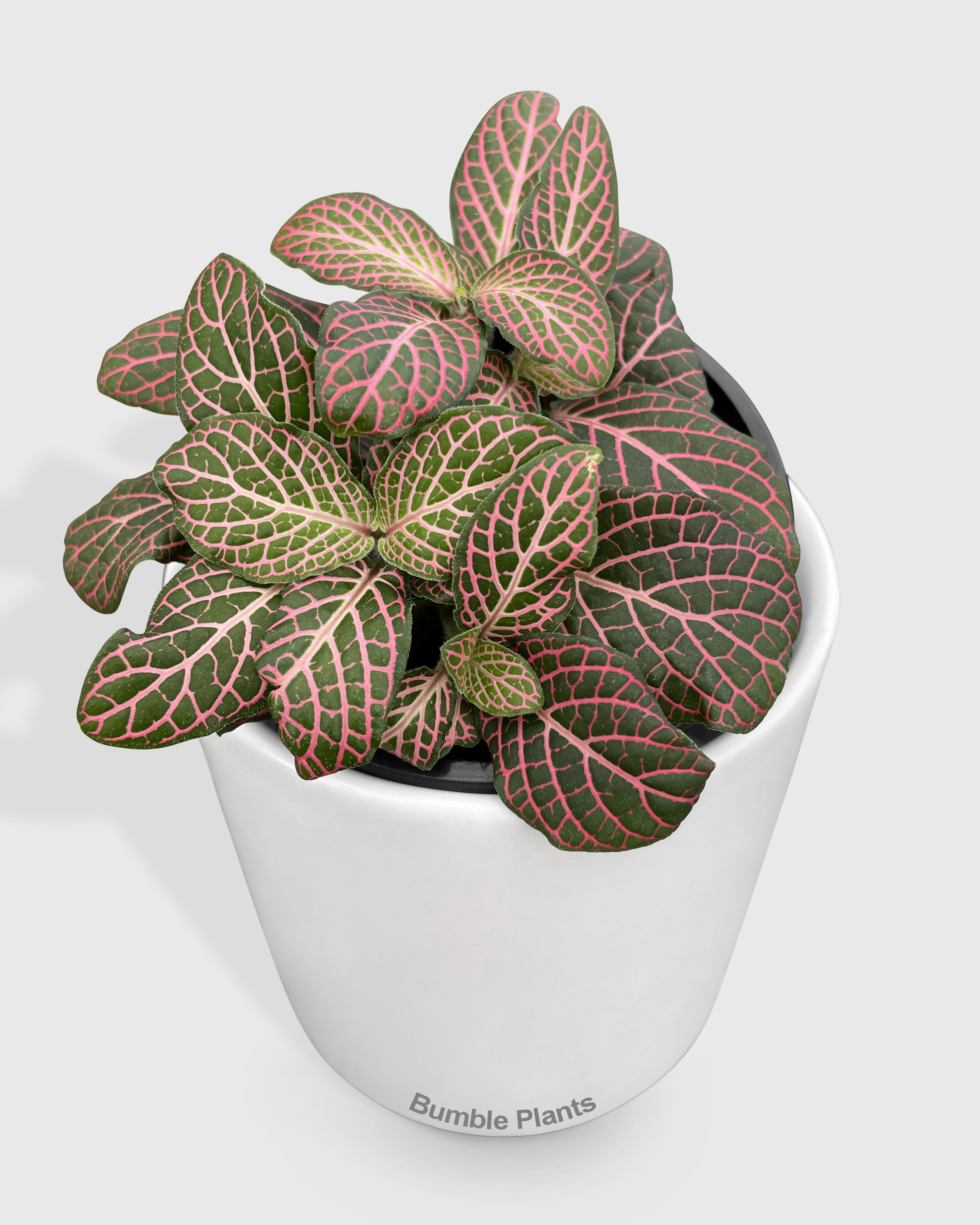 Fittonia 'Red Nerve Plant' - Live Air-Purifying Indoor Plant in Nursery Pot – Easy Care, Low Maintenance Houseplant for Home & Office Decor, Natural Air Cleaner, Best for Beginners