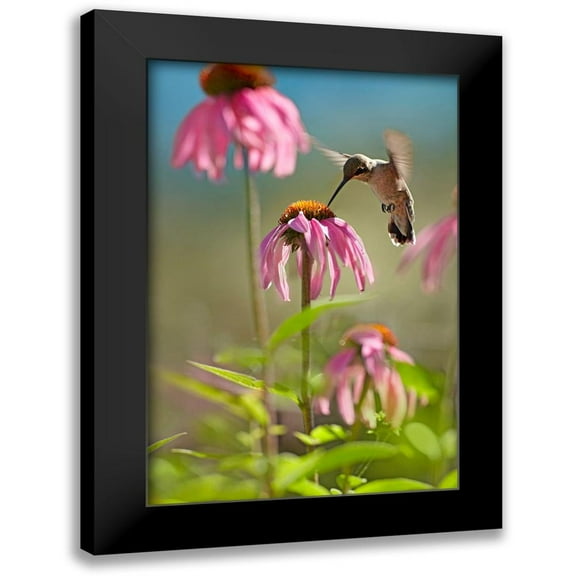 Fitzharris, Tim 11x14 Black Modern Framed Museum Art Print Titled - Black Chinned Hummingbird