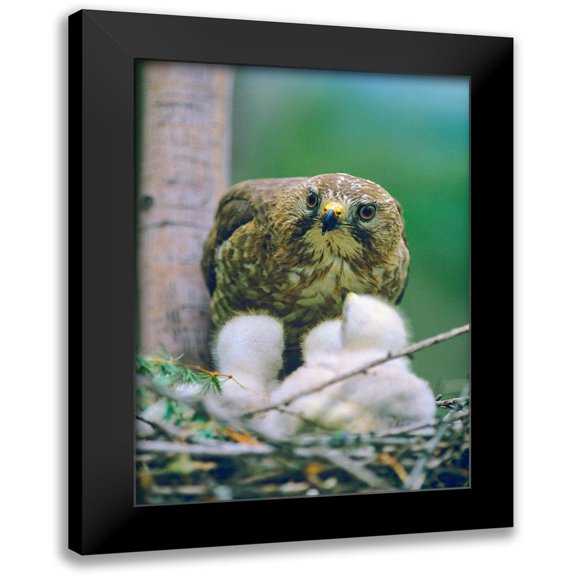 Fitzharris, Tim 11x14 Black Modern Framed Museum Art Print Titled - Broad-winged Hawk