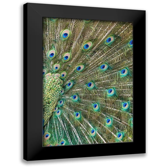 Fitzharris, Tim 11x14 Black Modern Framed Museum Art Print Titled - Peacock Feathers