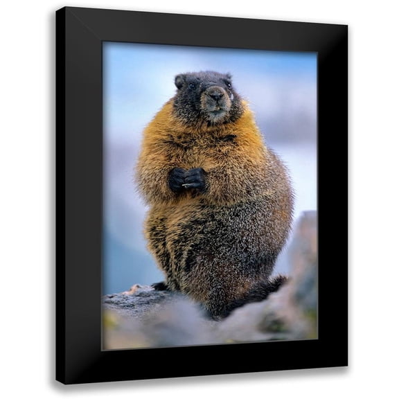 Fitzharris, Tim 11x14 Black Modern Framed Museum Art Print Titled - Yellow-bellied marmot