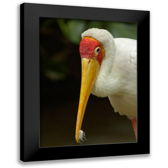 Fitzharris, Tim 11x14 Black Modern Framed Museum Art Print Titled - Yellow-billed Stork